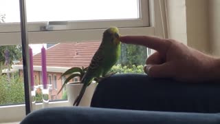 How to scratch a bird behind the ears