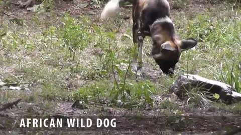 The African Wild Dogs_Cut.mp4