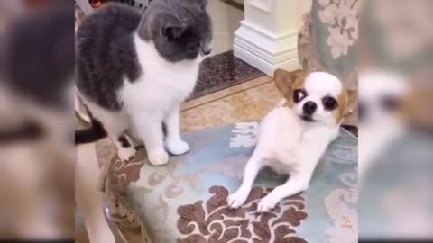 Funny cats video