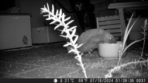 Thirsty hedgehog on a warm night - Durstiger Igel in einer warmen Nacht