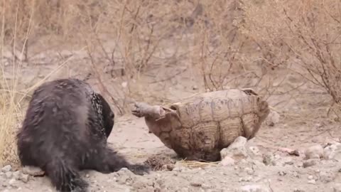 Epic Battle - Honey Badger Faces Off The FOX