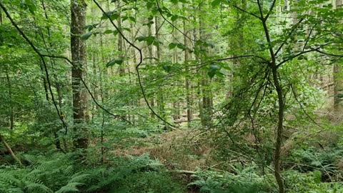 A View Of Some Trees In A Wood In Southern Scotland