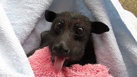 He's Cranky': Rescued Bat Enjoys Banana