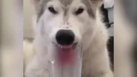 This dog can only stick its tongue in to drink water