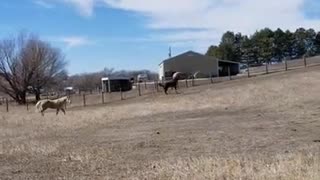 Tucker frolicking in the pasture
