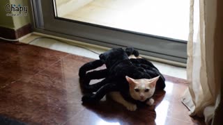 Gato araña gigante asusta un tipo grande