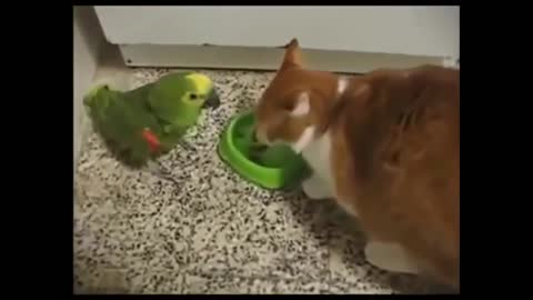 Best funny and cute cat videos
