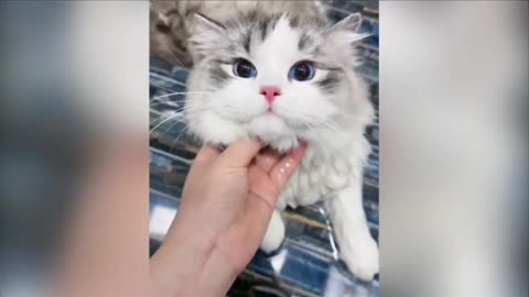 Cat video | Kittycat | Fanny cat video |