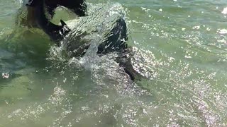 Releasing a Huge Bull Shark Caught From the Beach