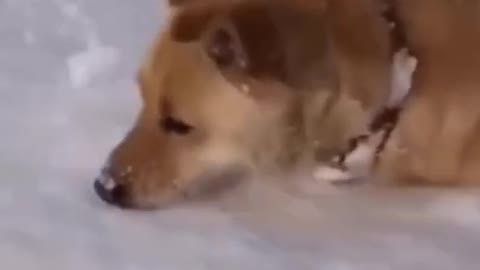 Funny Dog Puts His Head In Snow!