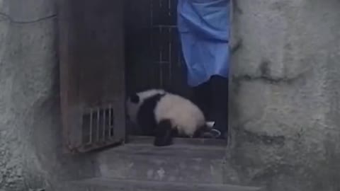 Cute moment of panda