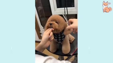 Very cute Dog 🐕 video s i love dog's video