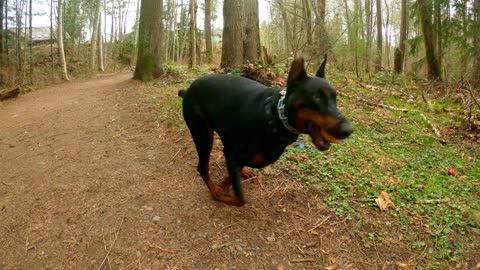 Dobermann running with ball in forest