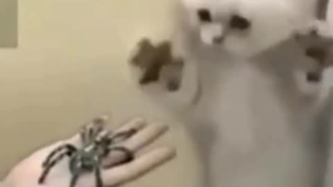 cat scared by spider