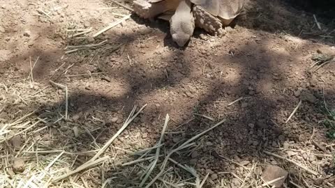 Tortoise being a tortoise
