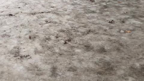 Dog slips on ice
