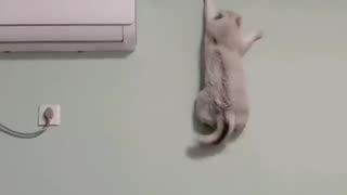 Skilled cat