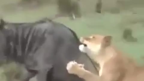 Wild Lion Attack
