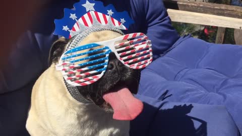 Pug born on 4th of July