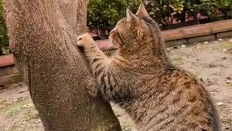 Kitty absolutely loves playing with her hilarious new toy