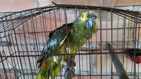 Parrot Bathed in the Rain