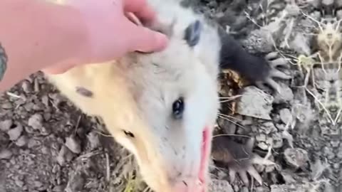 The man rescued a possum on rainy day and then he found...