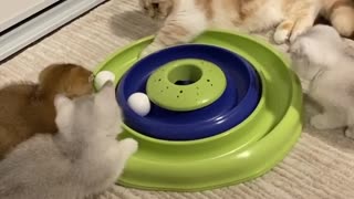 Adorable Cats Have Fun Playing Toy Game