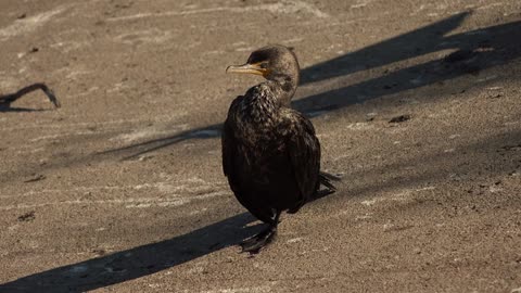 black birds sound