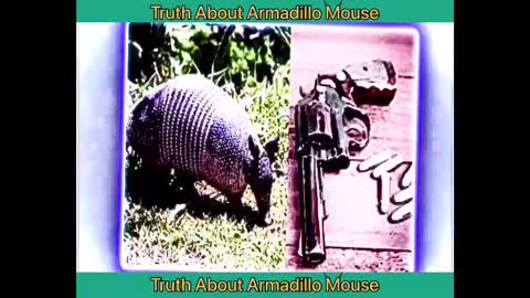 Armadillo Mouse