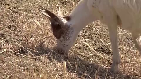 Drought threatens to wipe out Sicilian goats