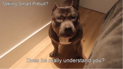 Talking Smart Pitbull? Does he really understand his owner?