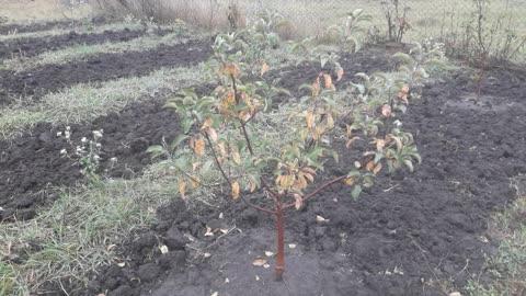 Young apple tree in autumn
