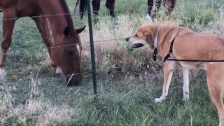 Golden retriever looking at brown horses