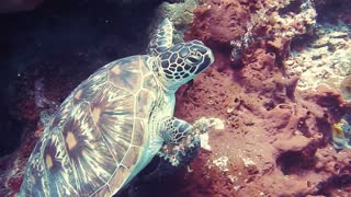 Old Granny Water Turtle Dive Near Unknown Coral reefs