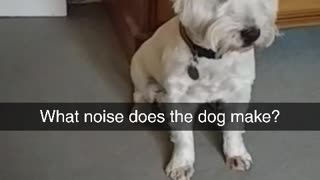 What noise does the dog make