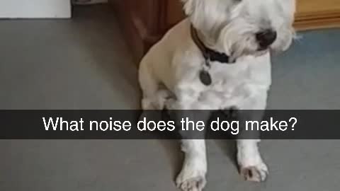 What noise does the dog make