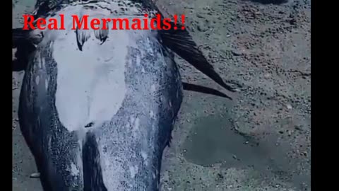 The EVIDENCE of Real Mermaids! AND WHY WE CANT SEE THEM?