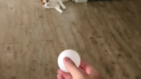 My Cat have Awesome Skill