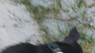 Black dog picks up shell from water