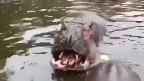 Hungry Hippos waiting for me, feeding them feels pleasure.
