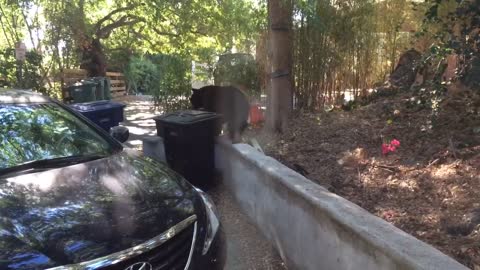 Family catches bear wandering outside of home