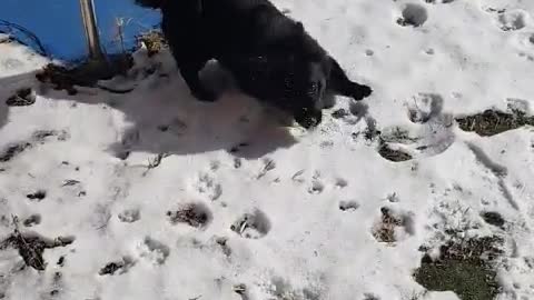 A puppy who likes snow.
