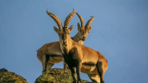 Unveiling the Majestic Markhor