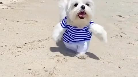 A puppy that is dressed like a small baby running up and down