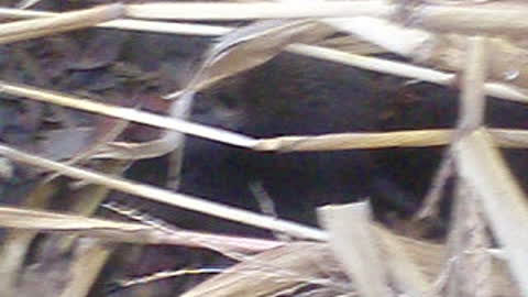 Country Life: Little nutria in hay