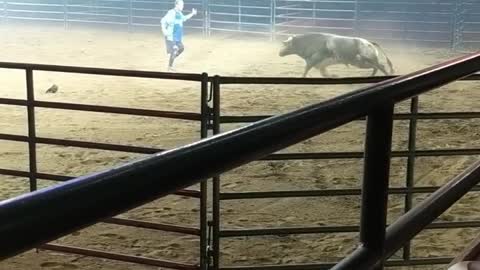 Precision Moves Defy Powerful Bull