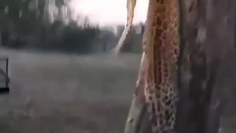 CHEETAH VS PYTHON