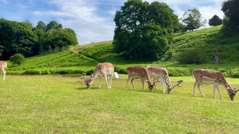 European fallow deer