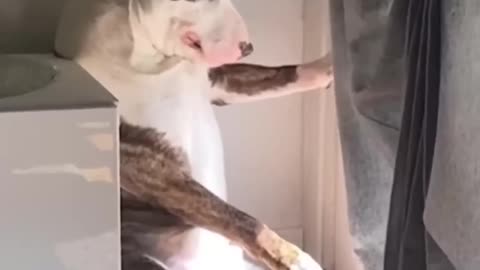 Funny animals 🤣 Funny cat videos and dogs - Funny video