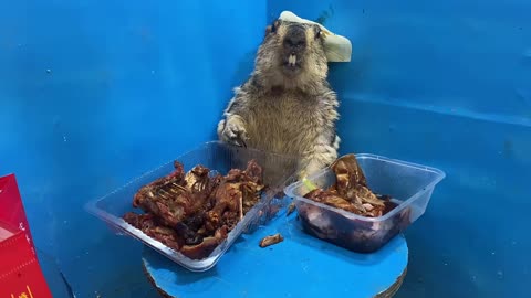 6 #Marmot #Cute Pet #Groundhog Let’s eat roast duck with the coward!